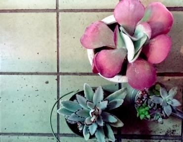 多肉植物｜「アロマブルーム」　（岡山県倉敷市の花キューピット加盟店 花屋）のブログ