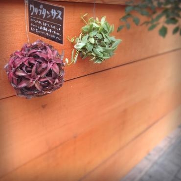 オシャレな吊るしもの♡｜「アロマブルーム」　（岡山県倉敷市の花キューピット加盟店 花屋）のブログ
