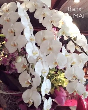 開店祝♡胡蝶蘭｜「アロマブルーム」　（岡山県倉敷市の花キューピット加盟店 花屋）のブログ