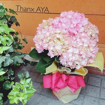 母の日♡アジサイ｜「アロマブルーム」　（岡山県倉敷市の花キューピット加盟店 花屋）のブログ