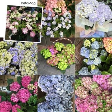 入荷したお花その3｜「アロマブルーム」　（岡山県倉敷市の花キューピット加盟店 花屋）のブログ