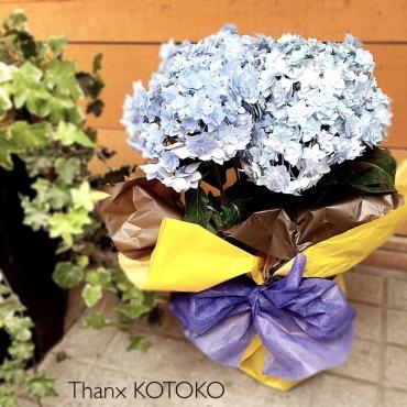 紫陽花～ブルー～｜「アロマブルーム」　（岡山県倉敷市の花キューピット加盟店 花屋）のブログ