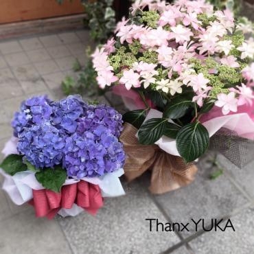 あじさい♡｜「アロマブルーム」　（岡山県倉敷市の花キューピット加盟店 花屋）のブログ