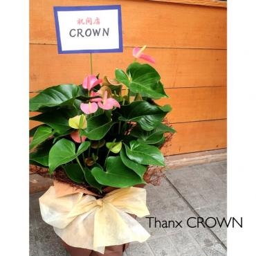 アンスリウムの鉢｜「アロマブルーム」　（岡山県倉敷市の花キューピット加盟店 花屋）のブログ