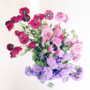 Love♡スカビオサ｜「アロマブルーム」　（岡山県倉敷市の花キューピット加盟店 花屋）のブログ