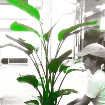 開店祝の観葉植物｜「アロマブルーム」　（岡山県倉敷市の花キューピット加盟店 花屋）のブログ