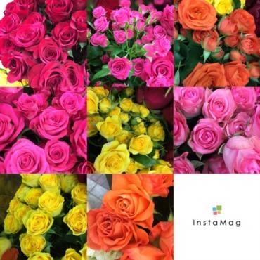 入荷✿ ～切り花～｜「アロマブルーム」　（岡山県倉敷市の花キューピット加盟店 花屋）のブログ
