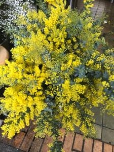 ミモザ！｜「アロマブルーム」　（岡山県倉敷市の花キューピット加盟店 花屋）のブログ