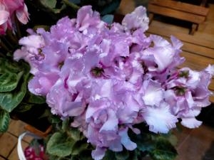 冬の鉢花の代表　✿シクラメン✿｜「アロマブルーム」　（岡山県倉敷市の花キューピット加盟店 花屋）のブログ