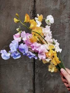 スイートピーのお花❀✿｜「アロマブルーム」　（岡山県倉敷市の花キューピット加盟店 花屋）のブログ