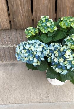紫陽花が入荷しました！｜「アロマブルーム」　（岡山県倉敷市の花キューピット加盟店 花屋）のブログ