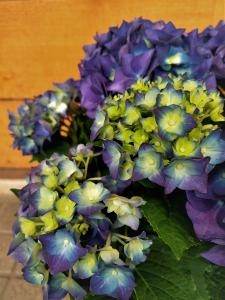 多種類のアジサイが入荷しました！｜「アロマブルーム」　（岡山県倉敷市の花キューピット加盟店 花屋）のブログ
