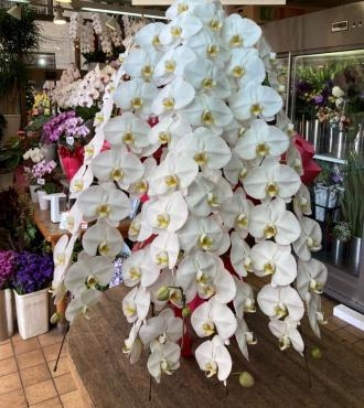 お祝いに贈る胡蝶蘭｜「アロマブルーム」　（岡山県倉敷市の花キューピット加盟店 花屋）のブログ