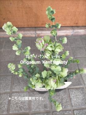 ハーブ類が入荷しました！(*‘∀‘)｜「アロマブルーム」　（岡山県倉敷市の花キューピット加盟店 花屋）のブログ
