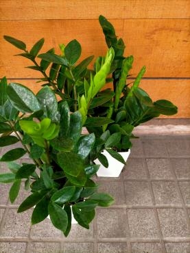 生命力あふれる魅力的な観葉植物✾「ザミア」✾｜「アロマブルーム」　（岡山県倉敷市の花キューピット加盟店 花屋）のブログ