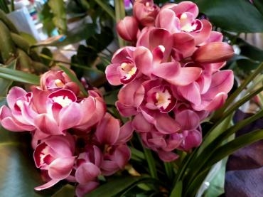 シンビジュームのお花❁｜「アロマブルーム」　（岡山県倉敷市の花キューピット加盟店 花屋）のブログ