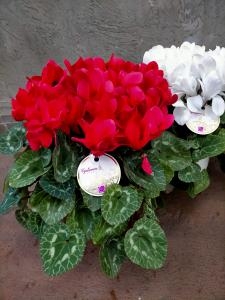 冬の鉢花の女王...シクラメン❀｜「アロマブルーム」　（岡山県倉敷市の花キューピット加盟店 花屋）のブログ