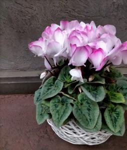 沢山のシクラメンが入荷してます。｜「アロマブルーム」　（岡山県倉敷市の花キューピット加盟店 花屋）のブログ