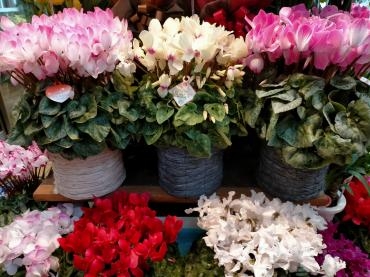 冬を彩るシクラメン✿❀｜「アロマブルーム」　（岡山県倉敷市の花キューピット加盟店 花屋）のブログ