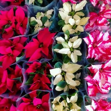 色鮮やかなクリスマスフラワー♡｜「アロマブルーム」　（岡山県倉敷市の花キューピット加盟店 花屋）のブログ