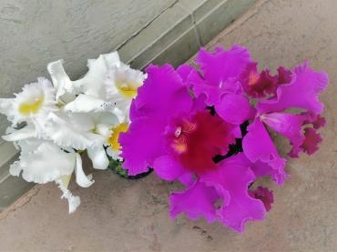 蘭の女王❀カトレア❀｜「アロマブルーム」　（岡山県倉敷市の花キューピット加盟店 花屋）のブログ