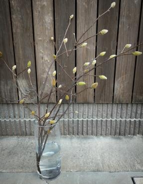 木蓮の花❀｜「アロマブルーム」　（岡山県倉敷市の花キューピット加盟店 花屋）のブログ
